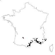 Pallenis spinosa (L.) Cass. subsp. spinosa - carte des observations