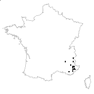 Crepis lappacea Willd. - carte des observations