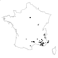 Scorzonera austriaca Willd. - carte des observations