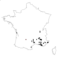 Scorzonera hirsuta (Gouan) L. - carte des observations