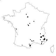 Scorzonera hispanica L. - carte des observations