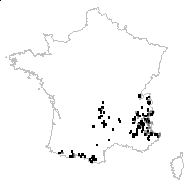 Senecio barrelieri Gouan - carte des observations