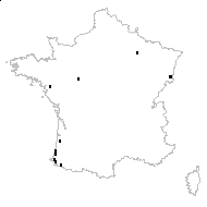 Senecio erraticus Bertol. - carte des observations