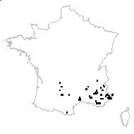 Bupleurum praealtum L. - carte des observations