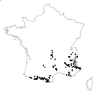 Bupleurum ranunculoides var. caricinum DC. - carte des observations