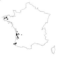 Serratula tinctoria subsp. seoanei (Willk.) Laínz - carte des observations