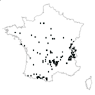 Hieracium anisocladum Jord. ex Boreau - carte des observations