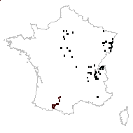 Solidago serotina Aiton - carte des observations