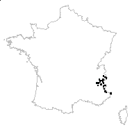 Descurainia tanacetifolia (L.) Prantl subsp. tanacetifolia - carte des observations