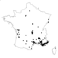 Lathyrus latifolius L. var. latifolius - carte des observations