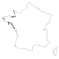 Limonium binervosum (G.E.Sm.) C.E.Salmon subsp. binervosum - carte des observations