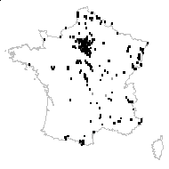 Chrysanthemum tanacetum Karsch - carte des observations