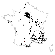 Medicago sativa subsp. macrocarpa Urb. - carte des observations