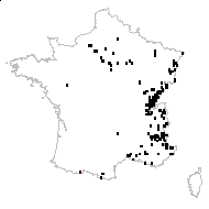 Tragopogon pratensis proles lamottei (Rouy) Rouy - carte des observations