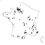 Orchis mascula (L.) L. subsp. mascula - carte des observations