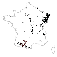 Impatiens glanduligera Lindl. - carte des observations