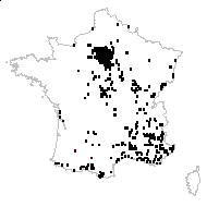 Picris hieracioides L. subsp. hieracioides - carte des observations