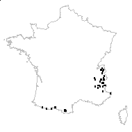 Pimpinella major var. rubra Hoppe. ex Mérat - carte des observations