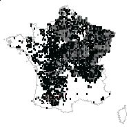 Carpinus betulus f. fastigiata (G.Nicholson) Schelle - carte des observations