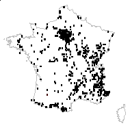 Plantago major L. subsp. major - carte des observations