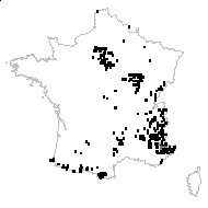 Plantago media L. subsp. media - carte des observations