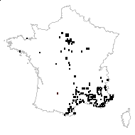 Poa bulbosa L. subsp. bulbosa - carte des observations