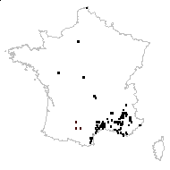 Anchusa paniculata Aiton - carte des observations