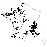 Primula vulgaris Huds. subsp. vulgaris - carte des observations