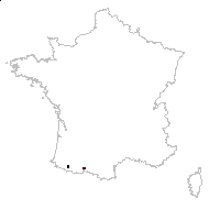 Cerinthe glabra subsp. pyrenaica (Arv.-Touv.) Kerguélen - carte des observations