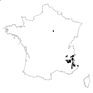 Cerinthe maculata L. - carte des observations