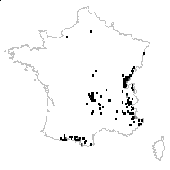 Scandix aurea (L.) Roth - carte des observations