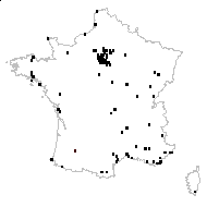 Raphanus raphanistrum L. subsp. raphanistrum - carte des observations