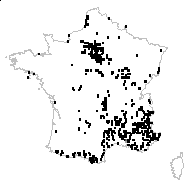 Echium wierzbickii Rchb. - carte des observations