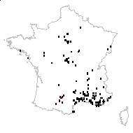 Heliotropium dioscoridis Bubani - carte des observations