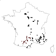 Lithospermum calycinum Wettst. - carte des observations