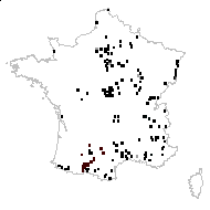 Margarospermum officinale (L.) Decne. - carte des observations