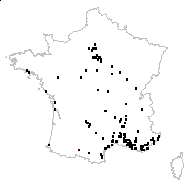 Rumex denticulatus K.Koch - carte des observations