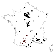 Myosotis ramosissima Rochel - carte des observations