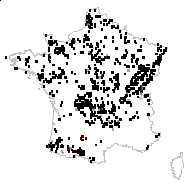 Myosotis multiflora Mérat - carte des observations