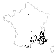 Saponaria ocymoides L. subsp. ocymoides - carte des observations