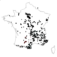 Sedum albescens Haw. - carte des observations