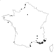 Jacobaea maritima (L.) Pelser & Meijden subsp. maritima - carte des observations