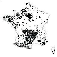 Bunium denudatum DC. - carte des observations