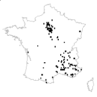 Setaria italica subsp. viridis (L.) Thell. var. viridis - carte des observations