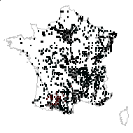 Hesperis alliaria (L.) Lam. - carte des observations