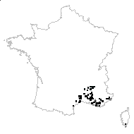 Teucrium flavum L. - carte des observations