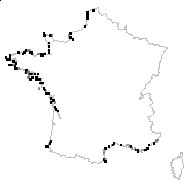 Crithmum canariense Cav. - carte des observations