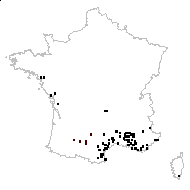 Tragopogon porrifolius L. - carte des observations