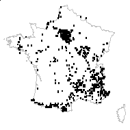 Trifolium pratense L. subsp. pratense var. pratense - carte des observations