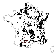 Festuca flavescens (L.) Raspail - carte des observations